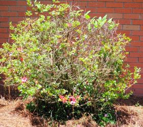 how to refresh old azaleas , gardening, how to