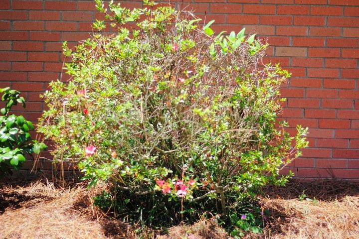 how to refresh old azaleas , gardening, how to