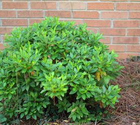 how to refresh old azaleas , gardening, how to, azalea with new growth