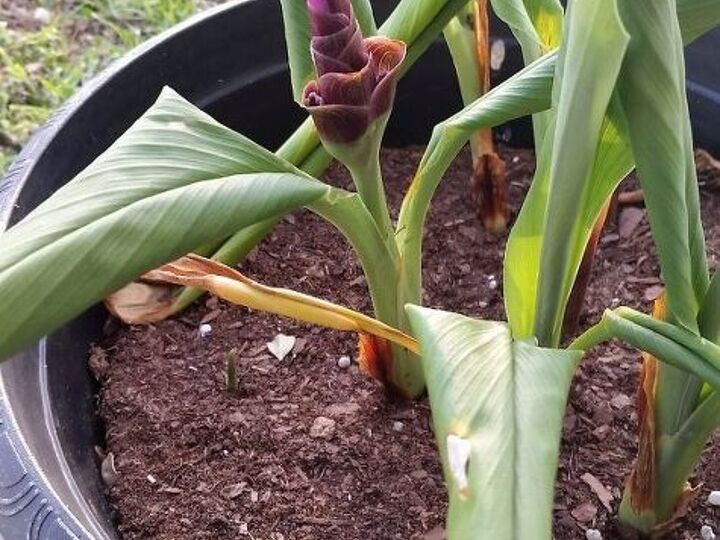 q help what am i do you recognize me , gardening, plant id, This is when I found the pots