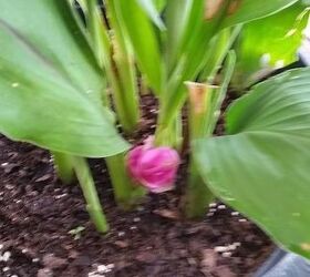 q help what am i do you recognize me , gardening, plant id, 1 pot has short squat blooms at the base of the plant
