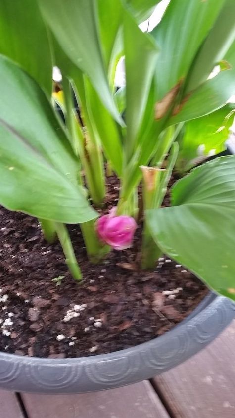 q help what am i do you recognize me , gardening, plant id, 1 pot has short squat blooms at the base of the plant