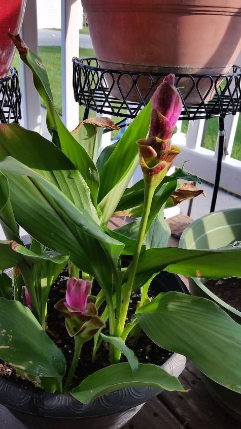 q help what am i do you recognize me , gardening, plant id, The other pot has tall stems with the purple blooms on them