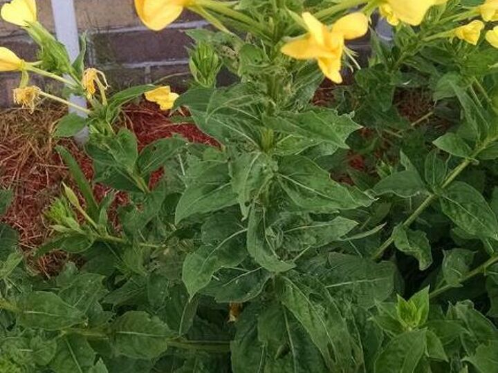 q can anyone identify this plant , gardening, plant id