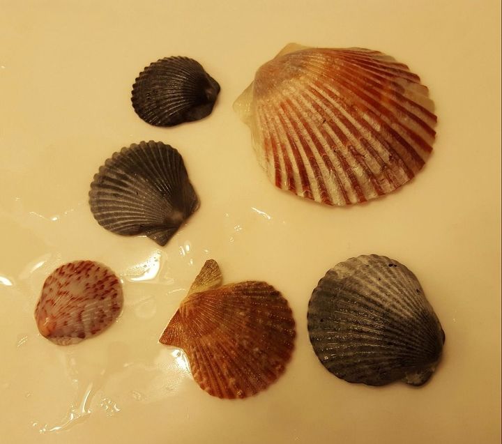 how to vitalize seashells, I wet 1 2 of each shell to show the vibrant colors