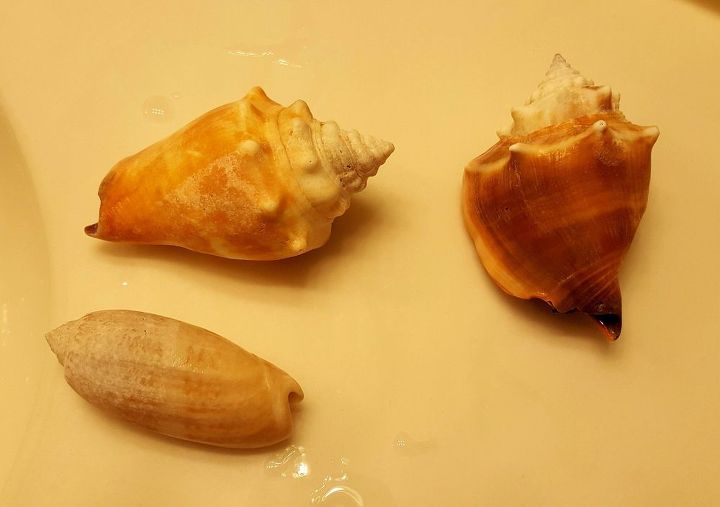 how to vitalize seashells