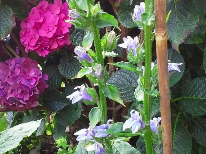 q what is the blue flower , gardening, plant id