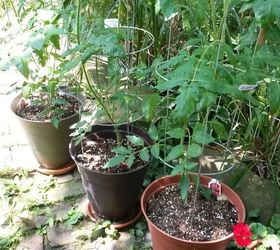 Huge tomato plants and no flowers! | Hometalk