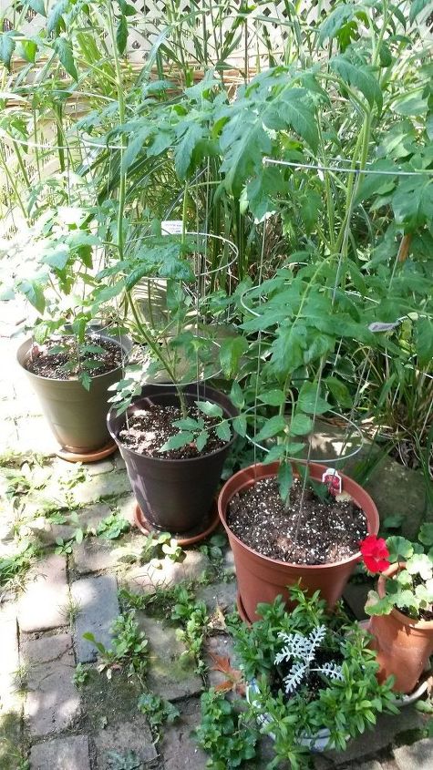 las tomateras son enormes y no tienen flores, 3 plantas de tomate