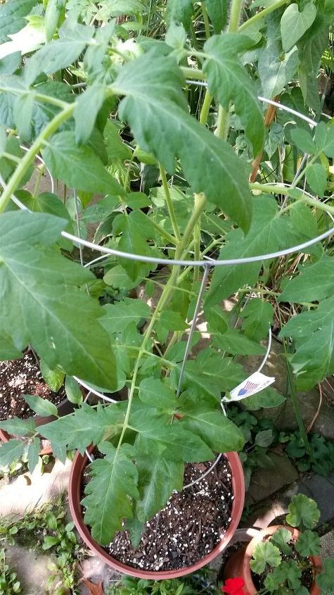 las tomateras son enormes y no tienen flores