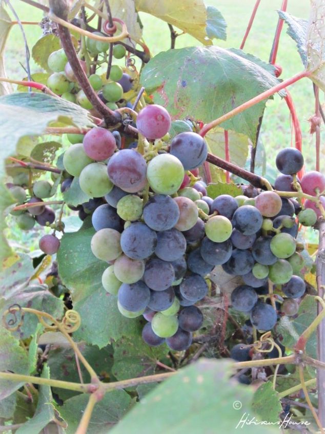 uvas da casa de hibisco
