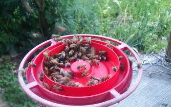 Feeding the Honeybees...