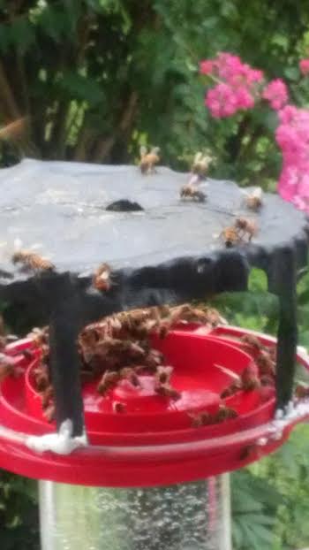 feeding the honeybees , animals, home decor, pets animals