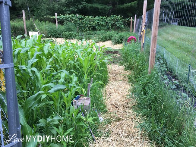 compostagem de palha a grama morre