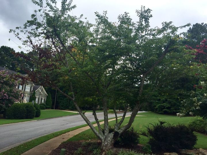 New Cherry Tree Dying Quickly 339830 Ask Extension
