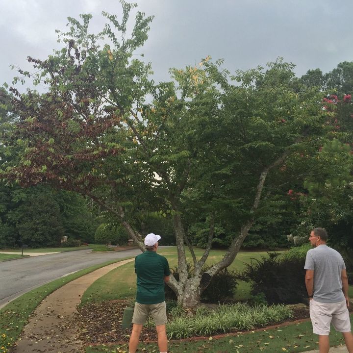 Yoshino Weeping Cherry Tree Growers Solution