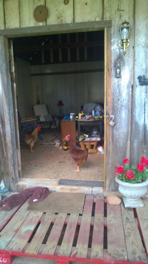 from smokehouse to rose cottage, gardening, home improvement, Even the chickens had to check it out