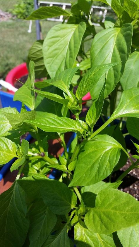 q is this spinach i m confused , gardening, plant id