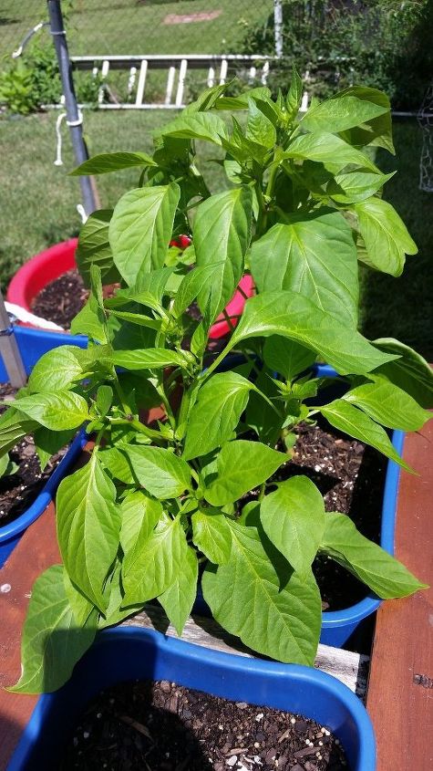 q is this spinach i m confused , gardening, plant id