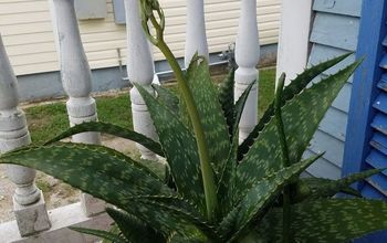 ¿Florecimiento del Aloe Vera?