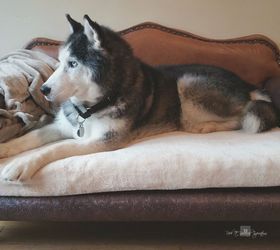 Build a Dog Sofa