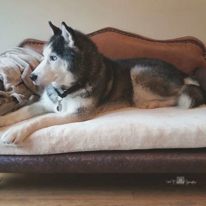 construir un sof para perros, Malamute Husky probado