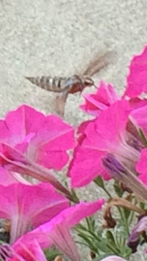 q what is this tiny creature , gardening, gardening pests, I saw this gorgeous little creature in my flowers this am while drinking my coffee Been trying to find out online what it is hummingbird or insect bee of some kind No luck Does anyone know what this is I live in se Michigan