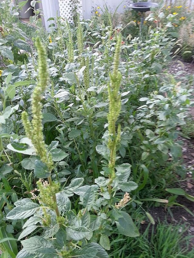 q what are these plants , gardening, plant id