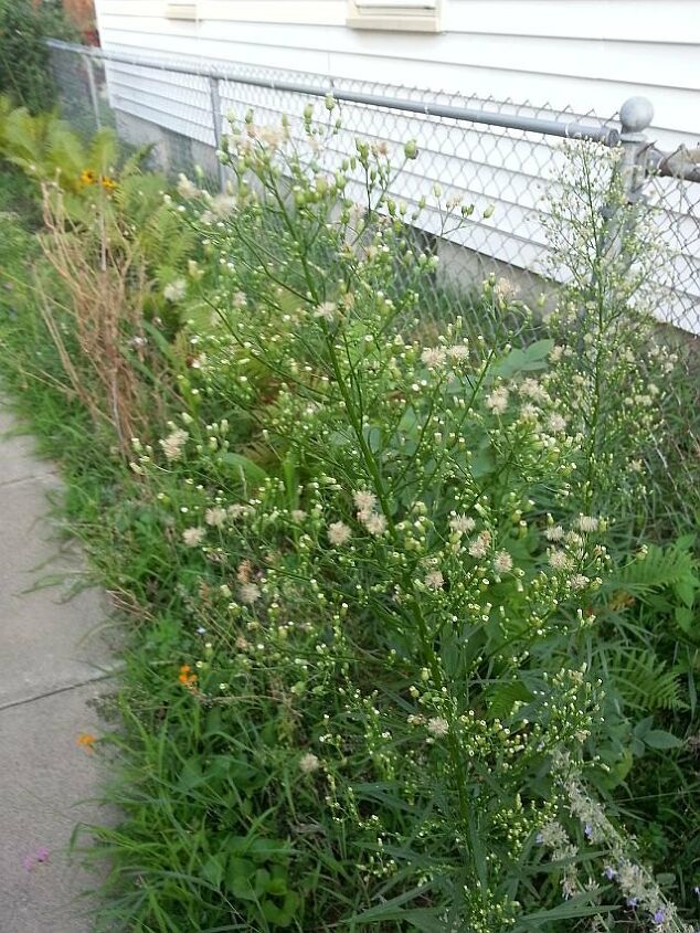 q what are these plants , gardening, plant id