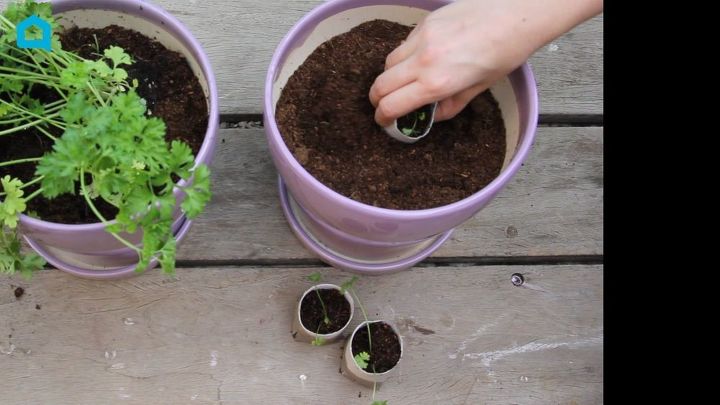 turn paper towel rolls into cheap biodegradable seed starter pots