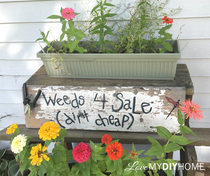 venta de malas hierbas sucia y barata letrero divertido para el jardn