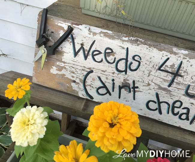 venta de malas hierbas sucia y barata letrero divertido para el jardn