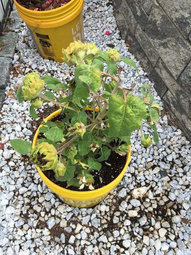 q whats wrong with my dwarfsunflowers , gardening, plant care, This is now please advise