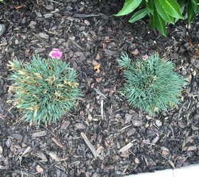how to care for a firewitch dianthus plant, My dianthus