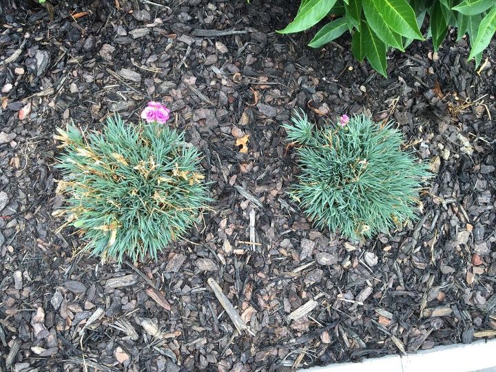 how to care for a firewitch dianthus plant, My dianthus