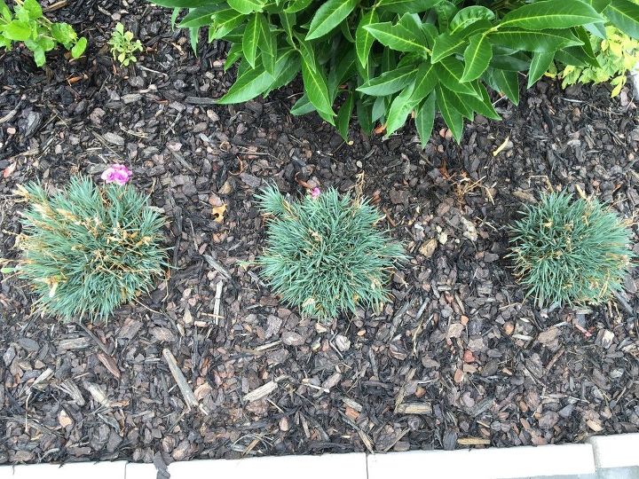 how to care for a firewitch dianthus plant