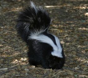be prepared the skunk always wins, cleaning tips, how to, pets animals