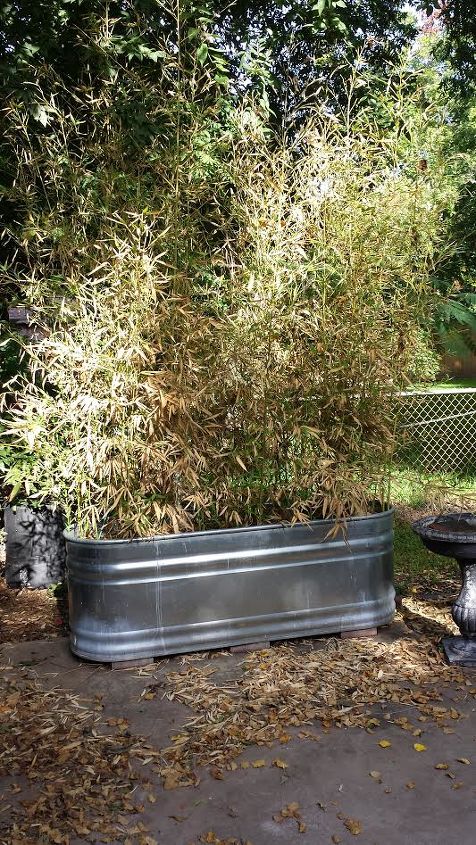 q reviving bamboo, container gardening, gardening, plant care
