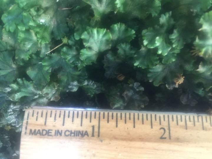 q i have this ground cover growing in a mini outdoor garden , gardening, plant id, I put a ruler on the plants to give you an idea of its size