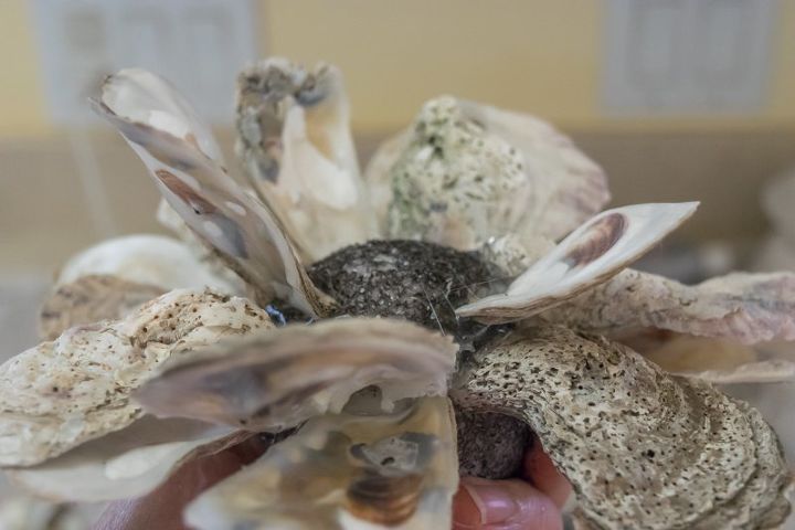 haz un racimo de conchas de ostras diy