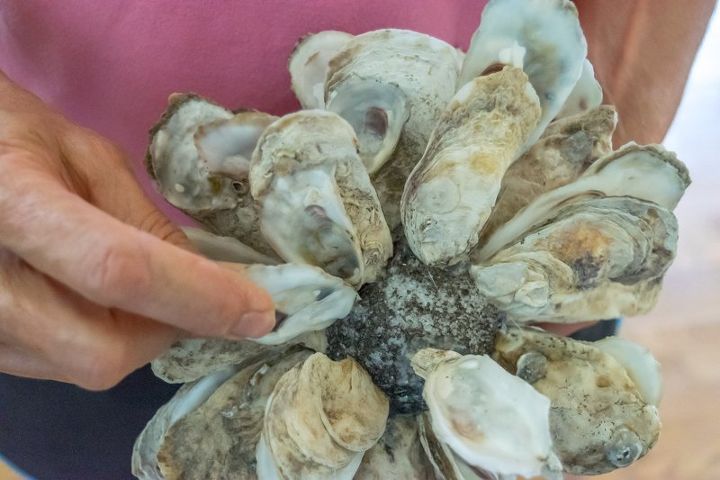 haz un racimo de conchas de ostras diy