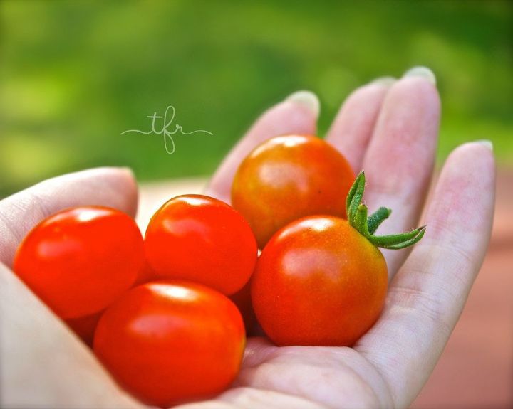 5 passos para o sucesso do jardim ao longo da temporada, Tomates cereja rec m cultivados