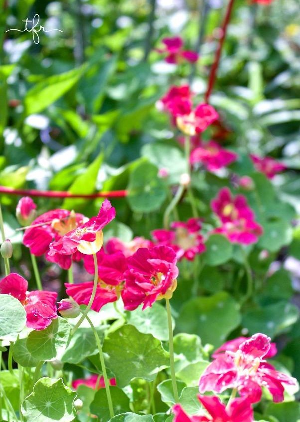 5 passos para o sucesso do jardim ao longo da temporada, Flores de capuchinha usadas como planta companheira