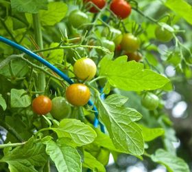 5 Steps For Veggie Garden Success All Season Long