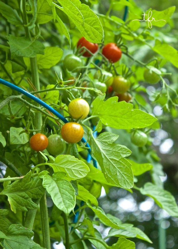 5 passos para o sucesso do jardim ao longo da temporada, Tomates regados uniformemente com mangueira de imers o