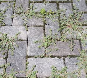 how to get rid of patio weeds without chemicals, gardening, gardening pests, how to