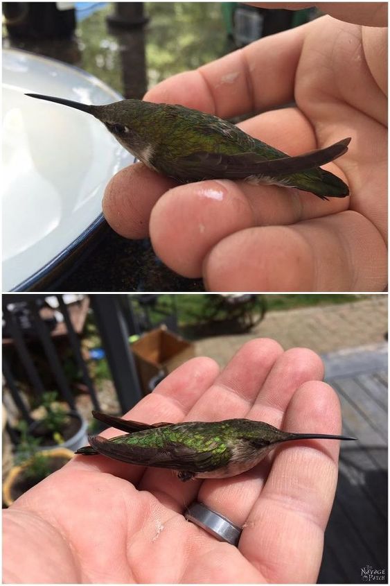 diy hummingbird perch, animals, crafts, gardening, outdoor living, pets animals