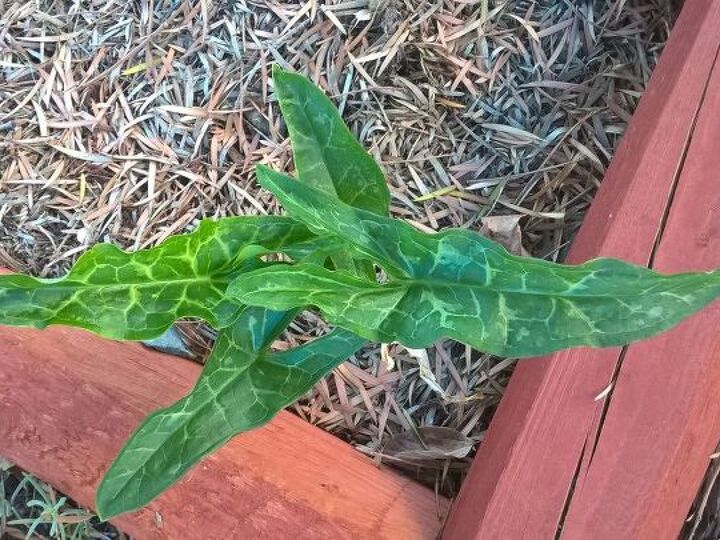 q is this a weed , gardening, plant id