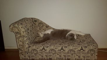 luxury pet beds, pets, pets animals, Mini chaise lounge for a spoilt little cat