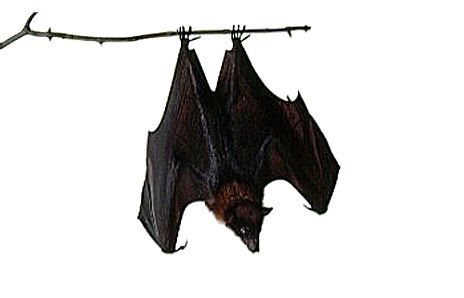 q bats in the house , home maintenance repairs, pest control